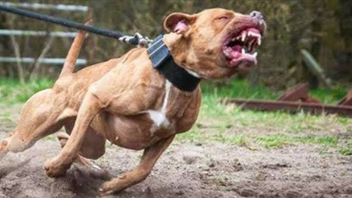 Pitbull-ataca-familia-e-mata-bebe-de-dez-meses-em-Goiania