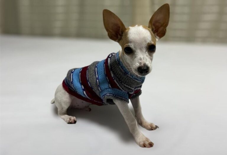 WhatsApp Image 2025-05-15 at 08.07.55