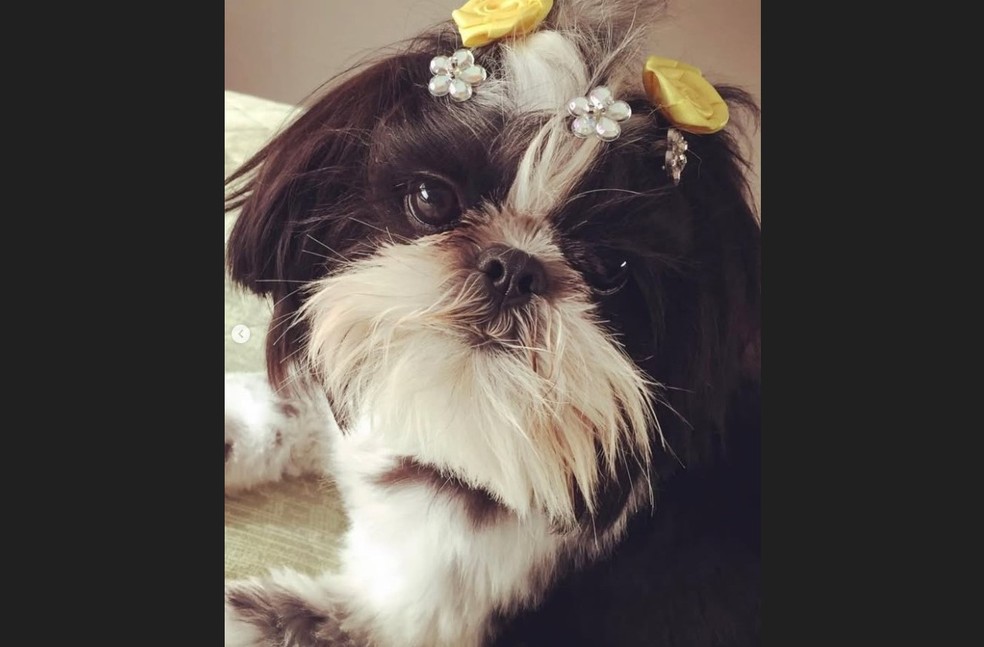 cachorrinha-nana