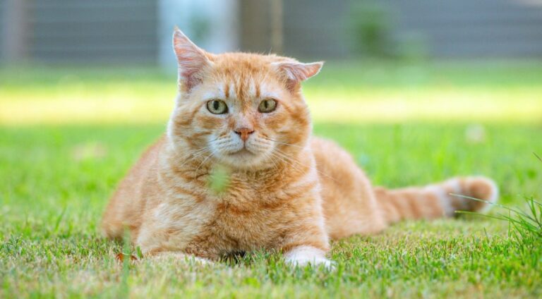 gato-laranja-e1748043537291