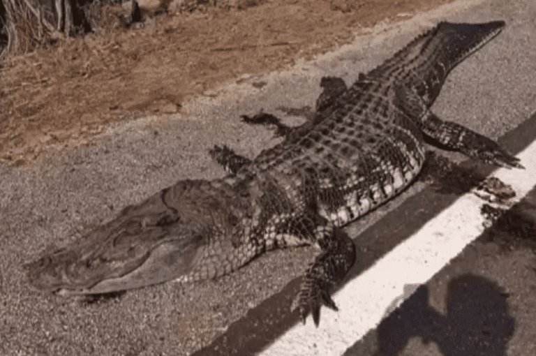 Captura de tela 2025-09-15 081356