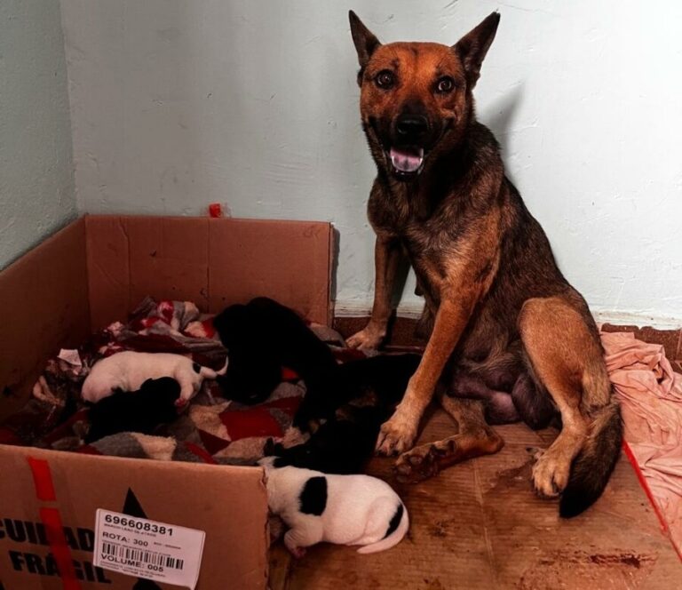 PCGO-prende-mulher-por-maus-tratos-a-caes-em-Goiania-2