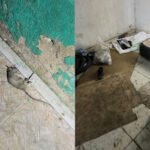 elienai-1774364691347