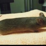 elienai-1774388038988