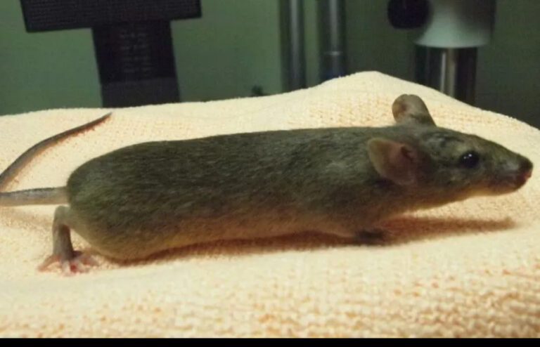 elienai-1774388038988