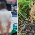 elienai-1774436508085